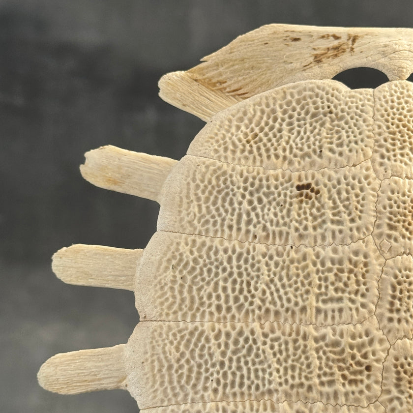 Turtle Shell  - ToS,A/011