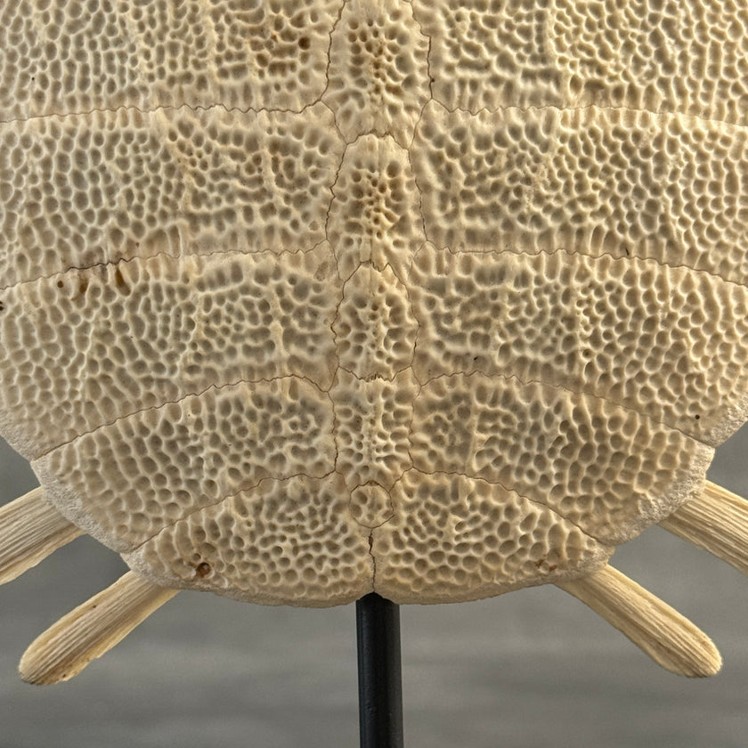 Turtle Shell  - ToS,A/011