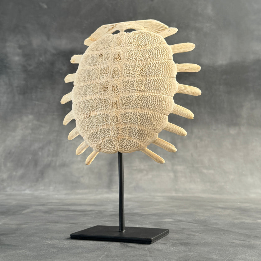 Turtle Shell  - ToS,A/011