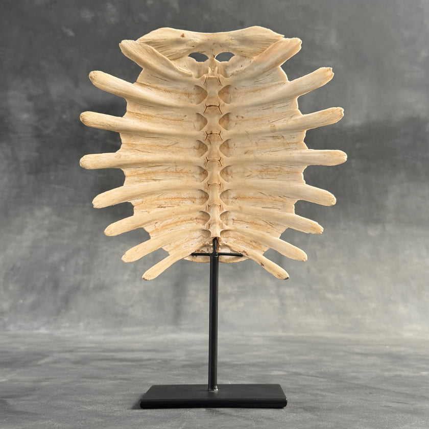 Turtle Shell  - ToS,A/011