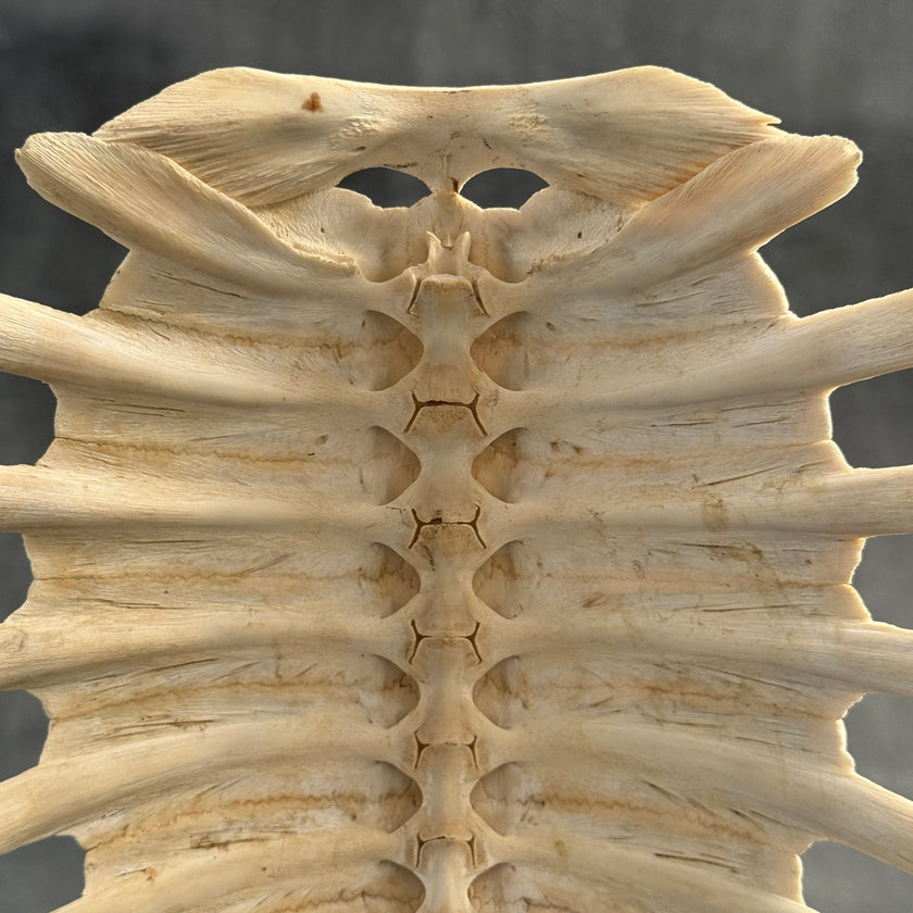 Turtle Shell  - ToS,A/011