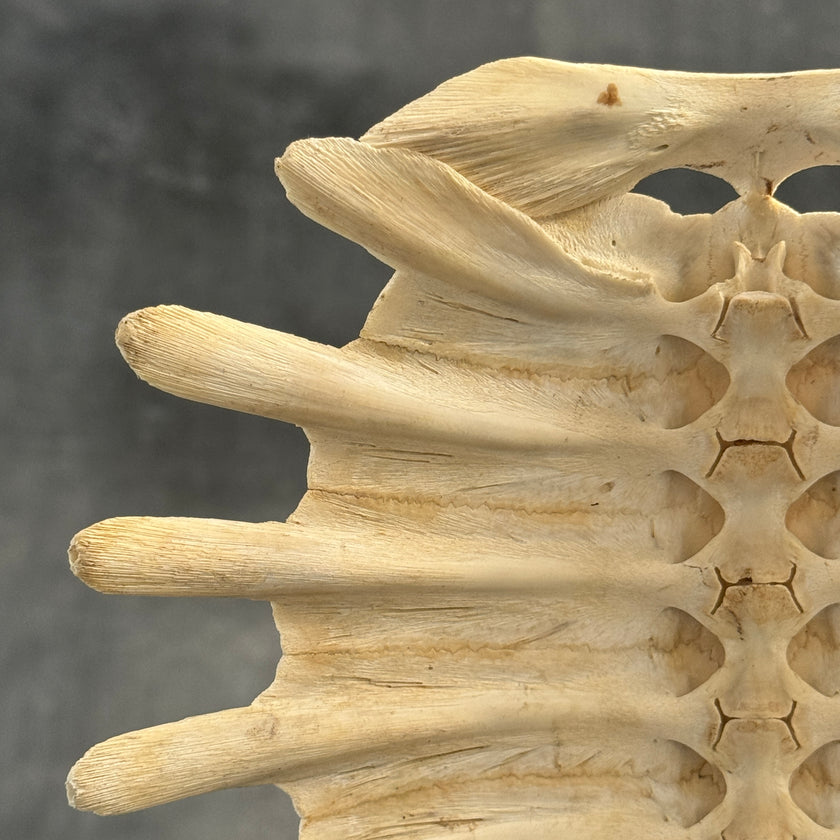 Turtle Shell  - ToS,A/011