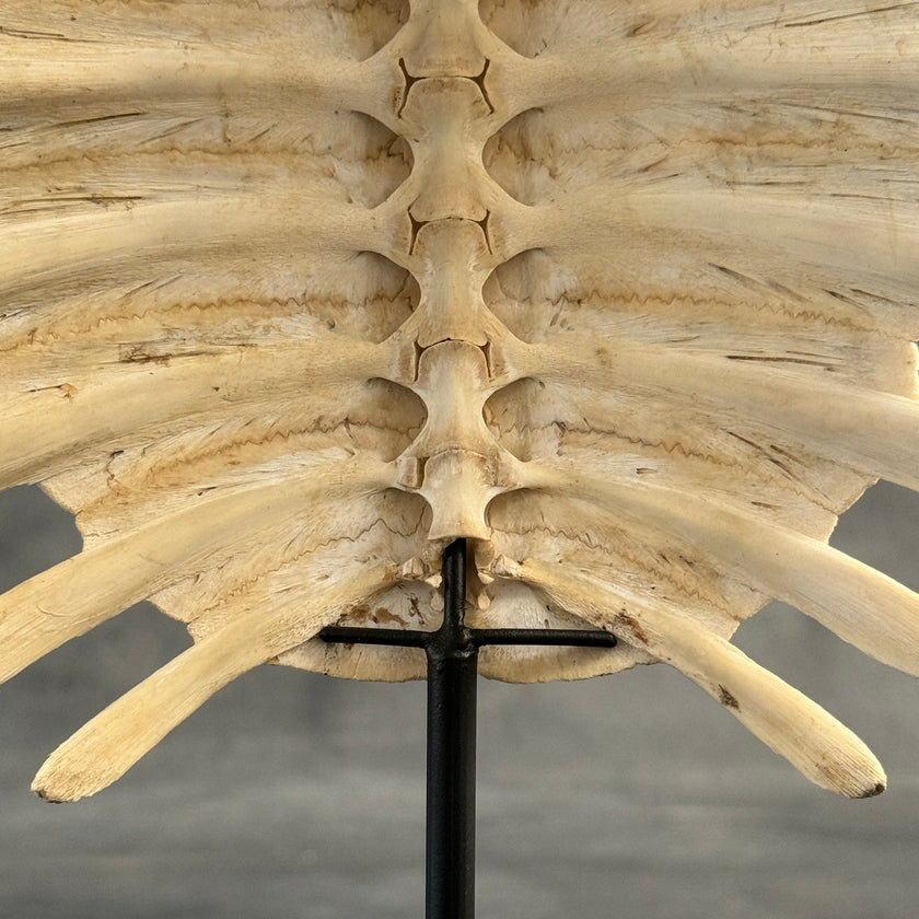 Turtle Shell  - ToS,A/011