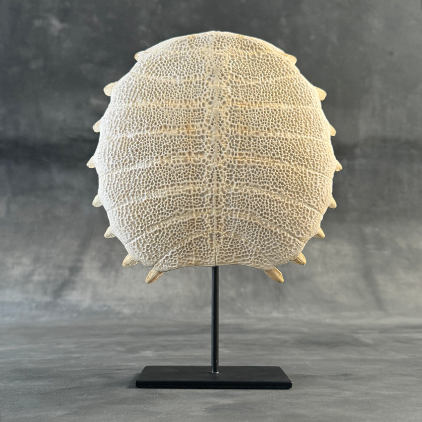 Turtle Shell  - ToS,A/009