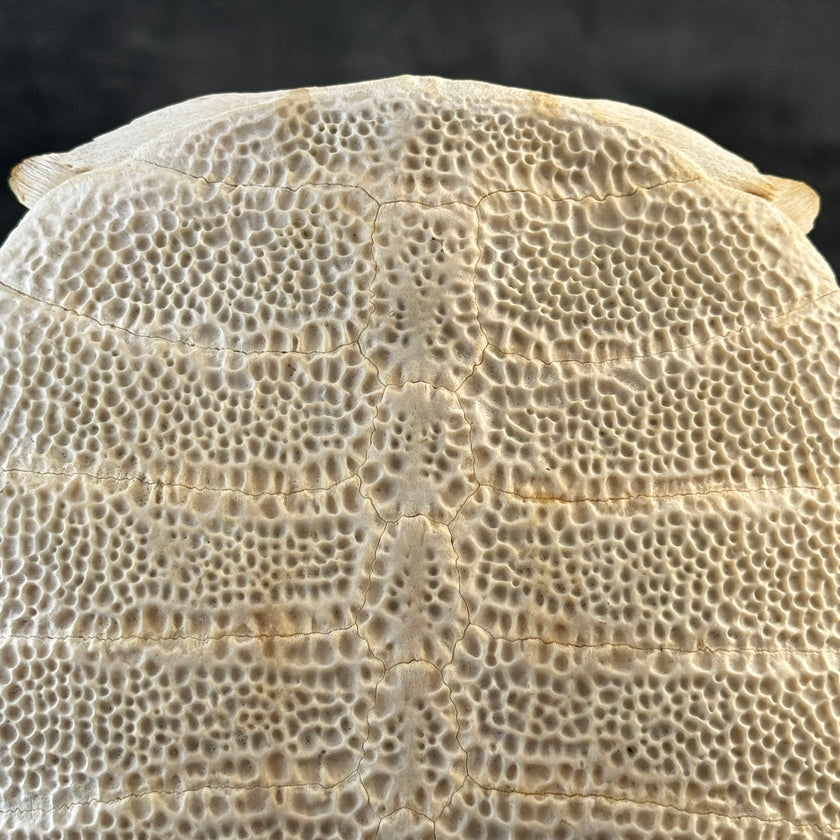 Turtle Shell  - ToS,A/009