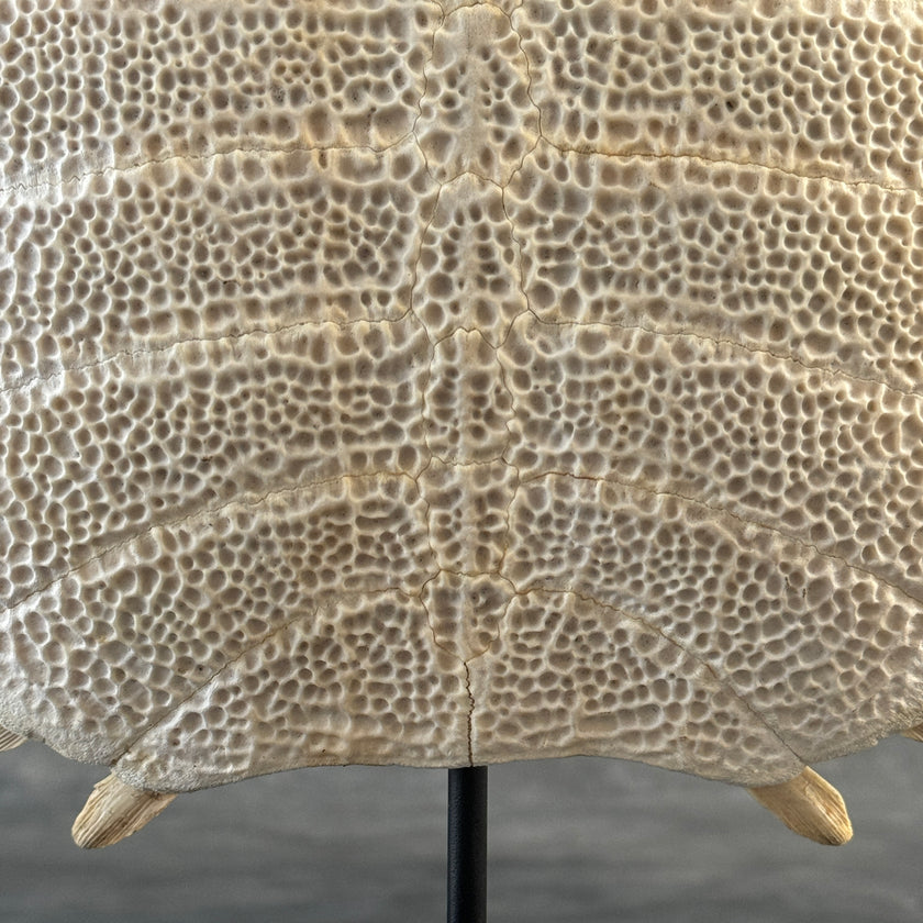 Turtle Shell  - ToS,A/009