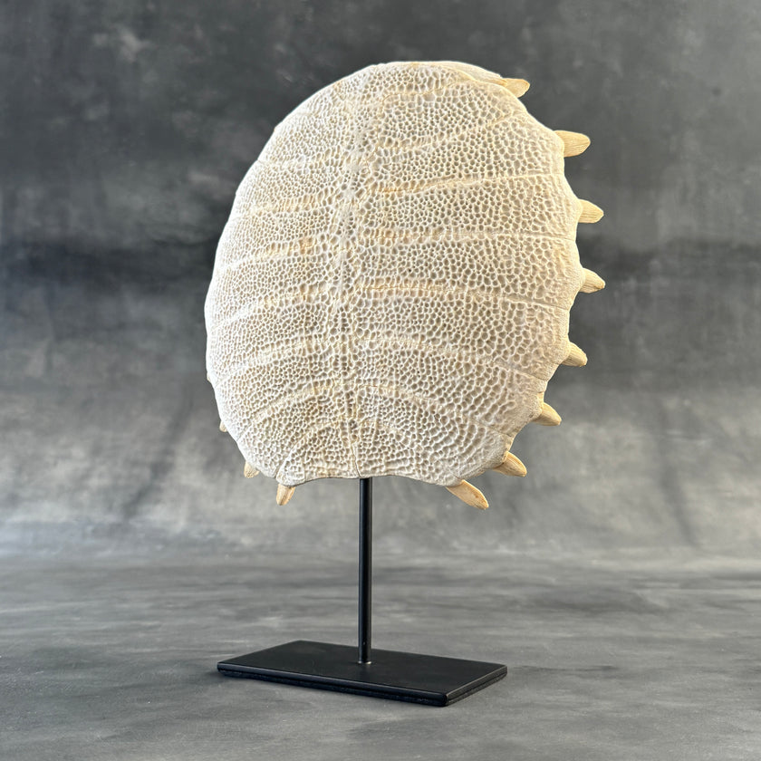 Turtle Shell  - ToS,A/009