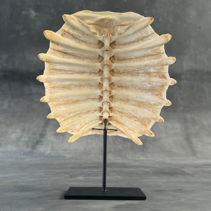 Turtle Shell  - ToS,A/009