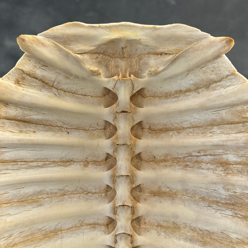 Turtle Shell  - ToS,A/009