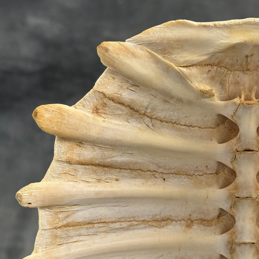 Turtle Shell  - ToS,A/009