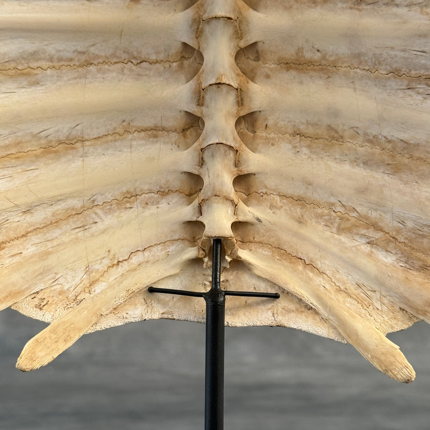 Turtle Shell  - ToS,A/009