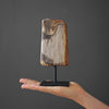 Polished Petrified Wood Freeform on a custom stand PetW/114