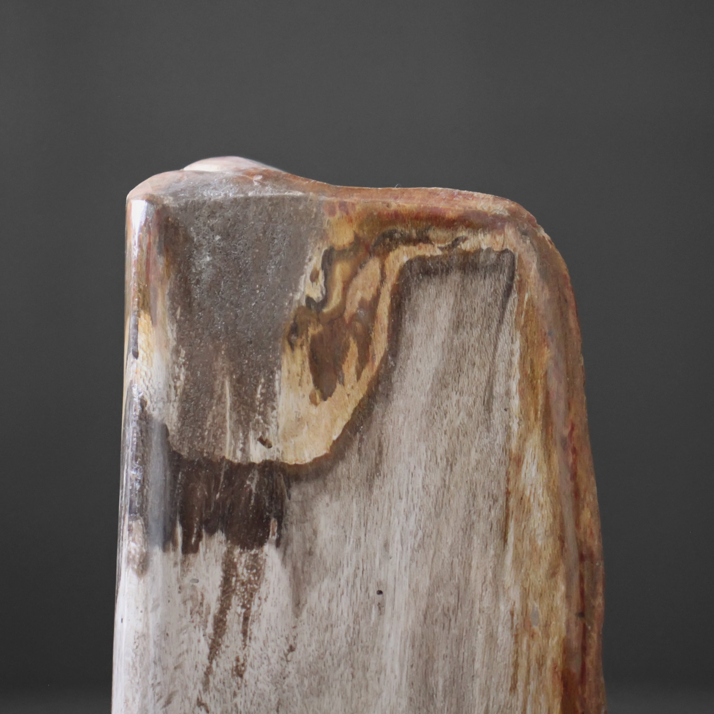 Polished Petrified Wood Freeform on a custom stand PetW/114