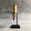 Wonderful Petrified Wood Heart-Shaped on a Custom Stand PetW/122