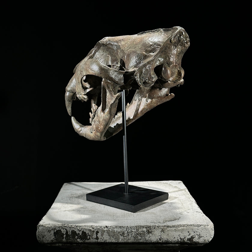 Tiger Skull Brown - RS023