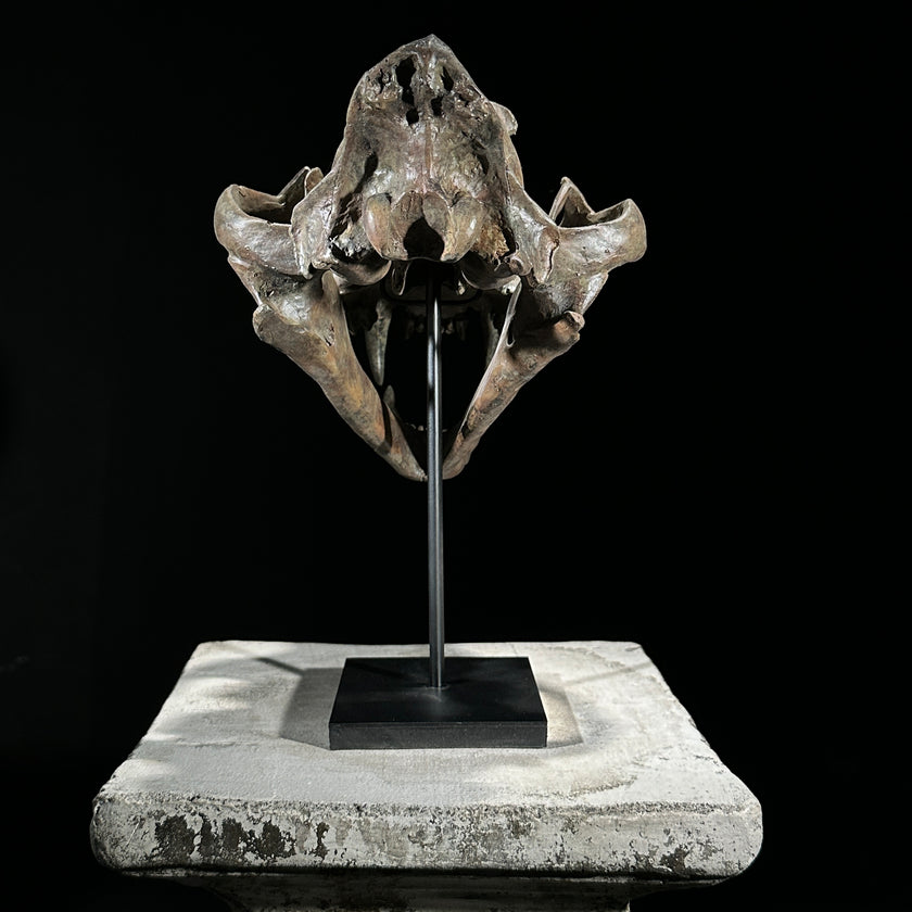 Tiger Skull Brown - RS023