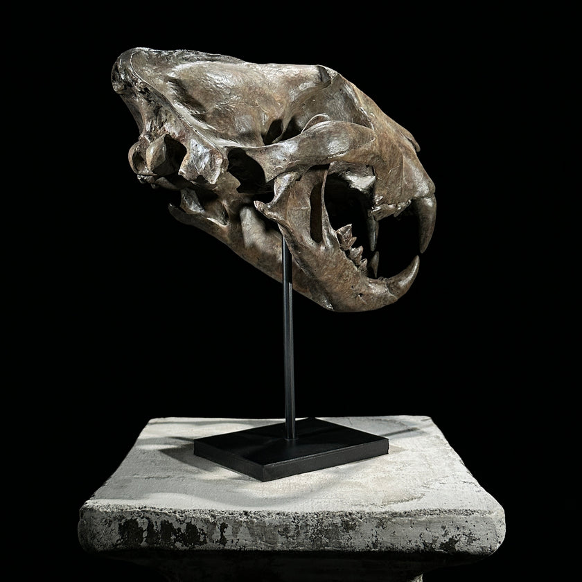 Tiger Skull Brown - RS023