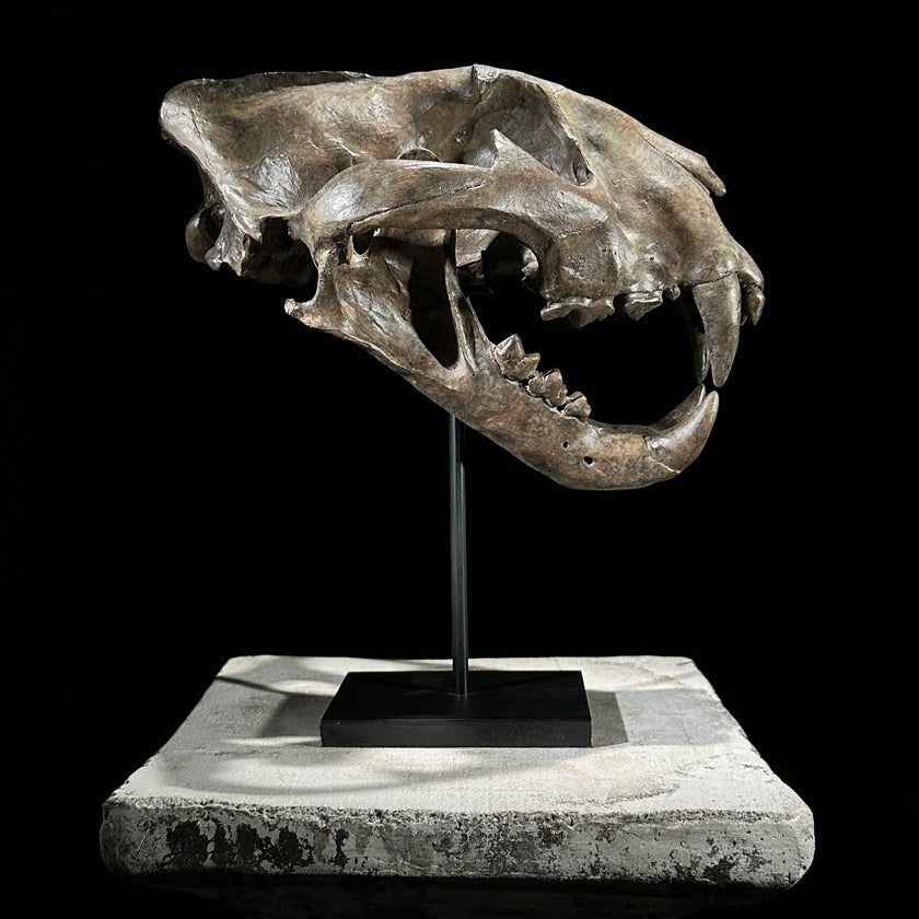 Tiger Skull Brown - RS023