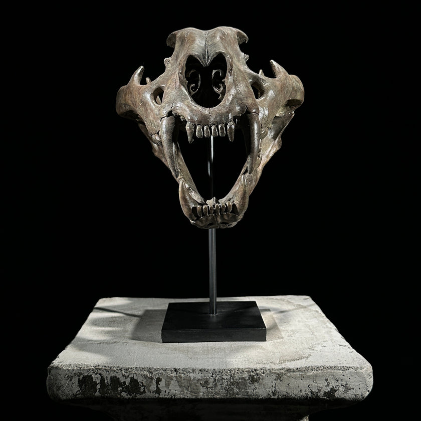 Tiger Skull Brown - RS023