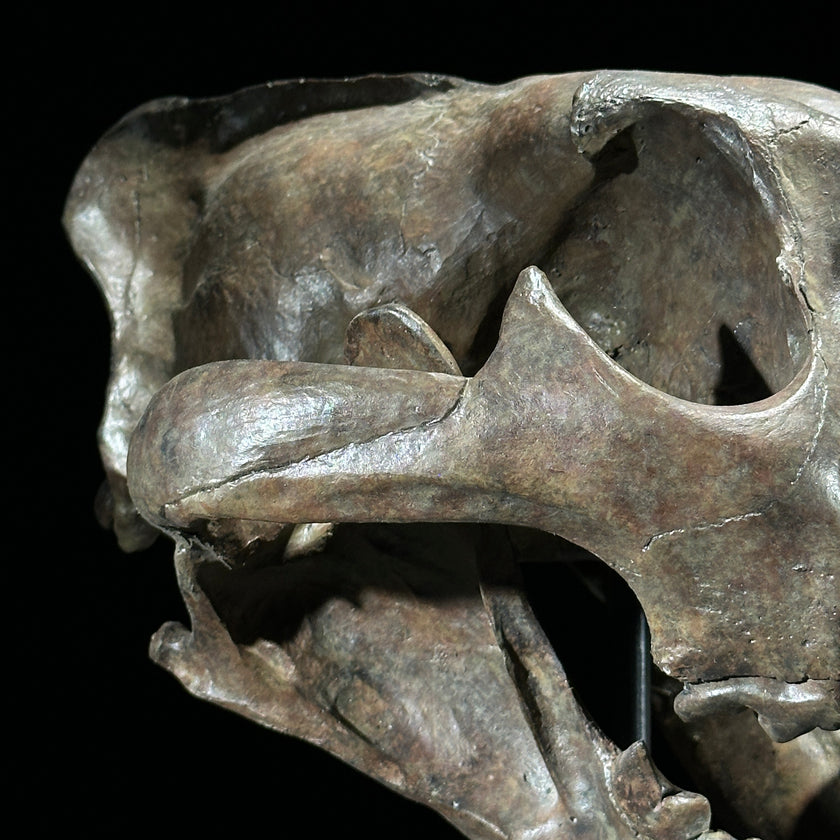 Tiger Skull Brown - RS023