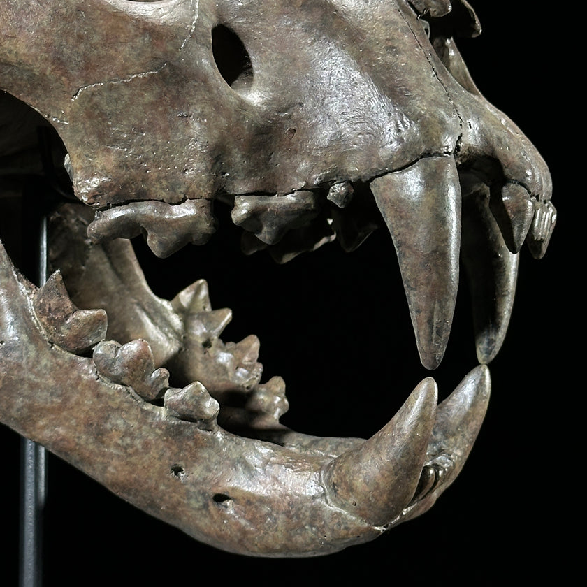 Tiger Skull Brown - RS023