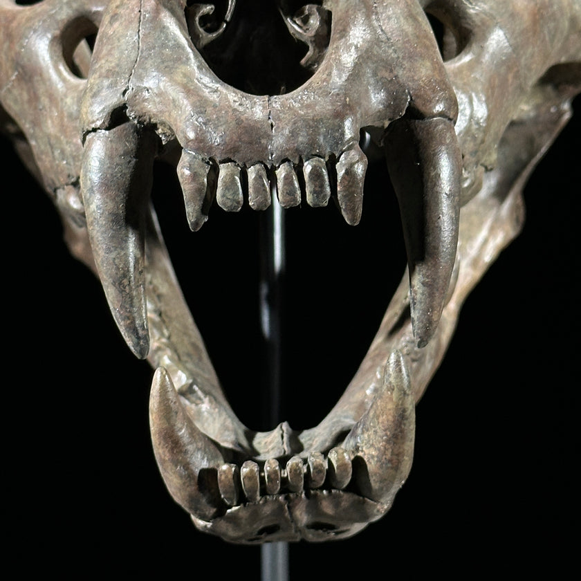 Tiger Skull Brown - RS023