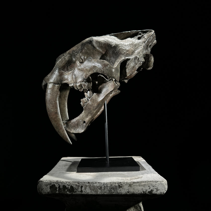 Saber Tooth Tiger Skull Brown - RS019