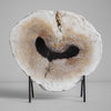 A Beautiful Slice of Petrified Palm Root on stand  PetW/069