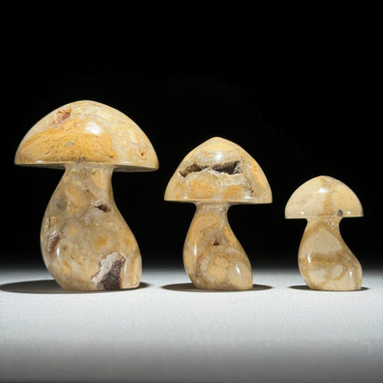 Set 3 Mushroom  - Min,A/046