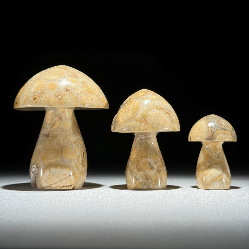 Set 3 Mushroom  - Min,A/046