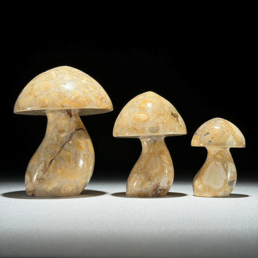 Set 3 Mushroom  - Min,A/046