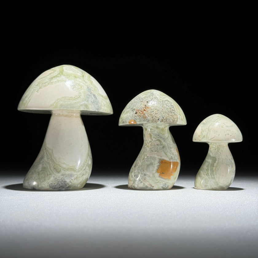 Set 3 Mushroom  - Min,A/047