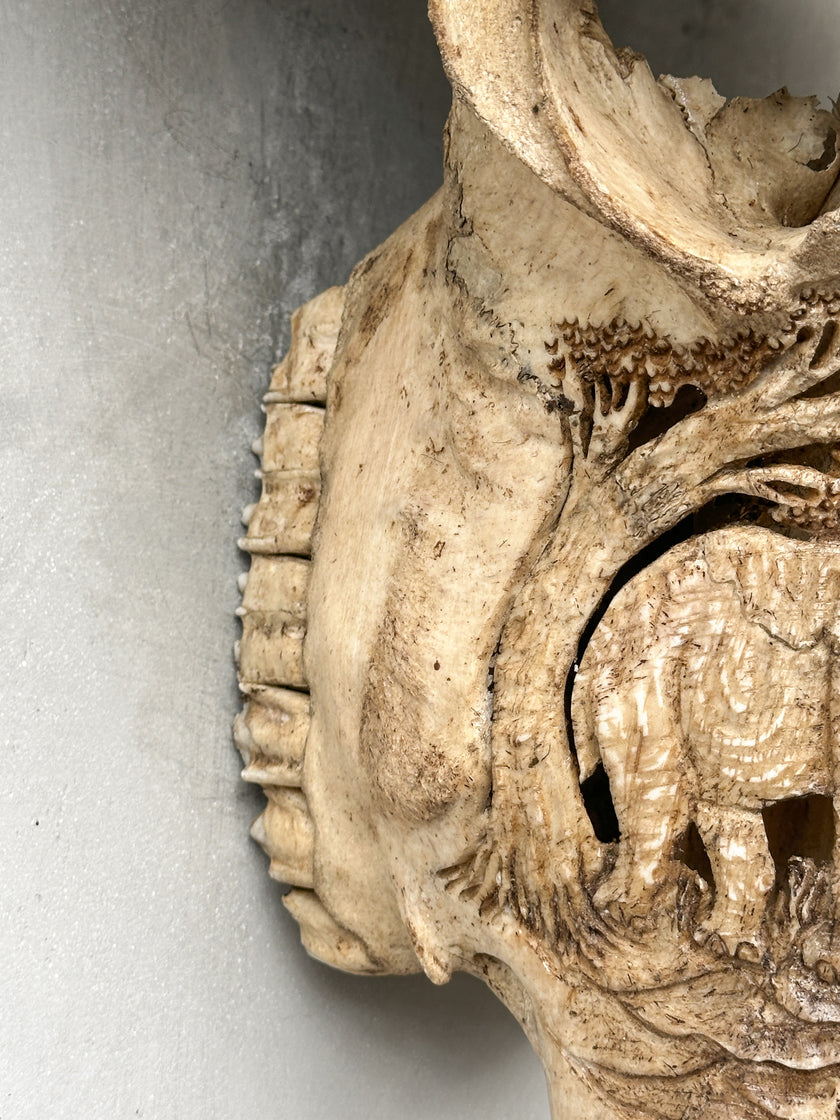 Caved Waterbuffalo Skulls with Elephant Carving Skull,A/096