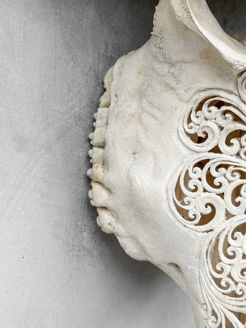 Caved Waterbuffalo Skulls with Big lotus Carving Skull,A/089