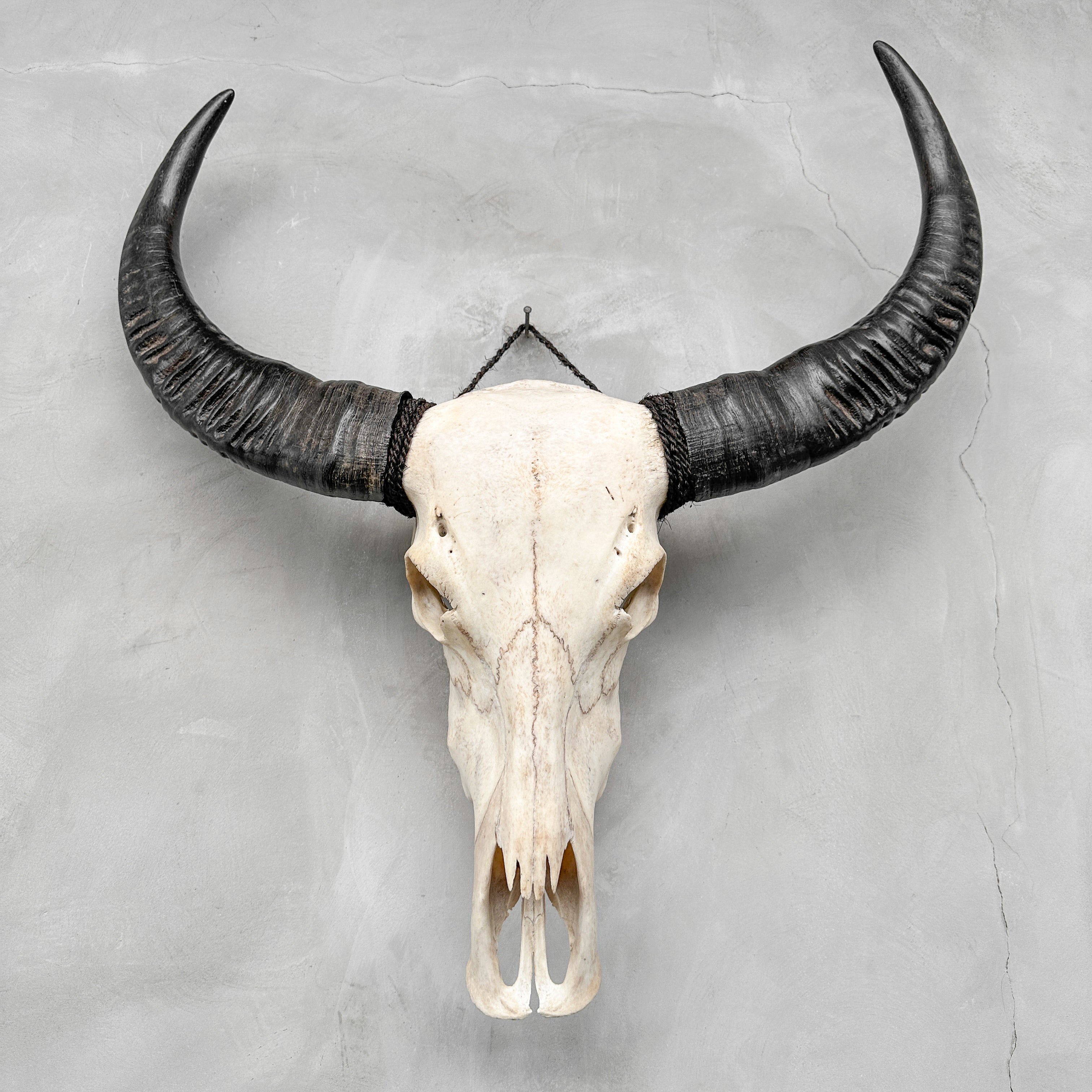 Plain White Water Buffalo Skull | Skull,A/092