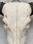 Plain White Water Buffalo Skull | Skull,A/092