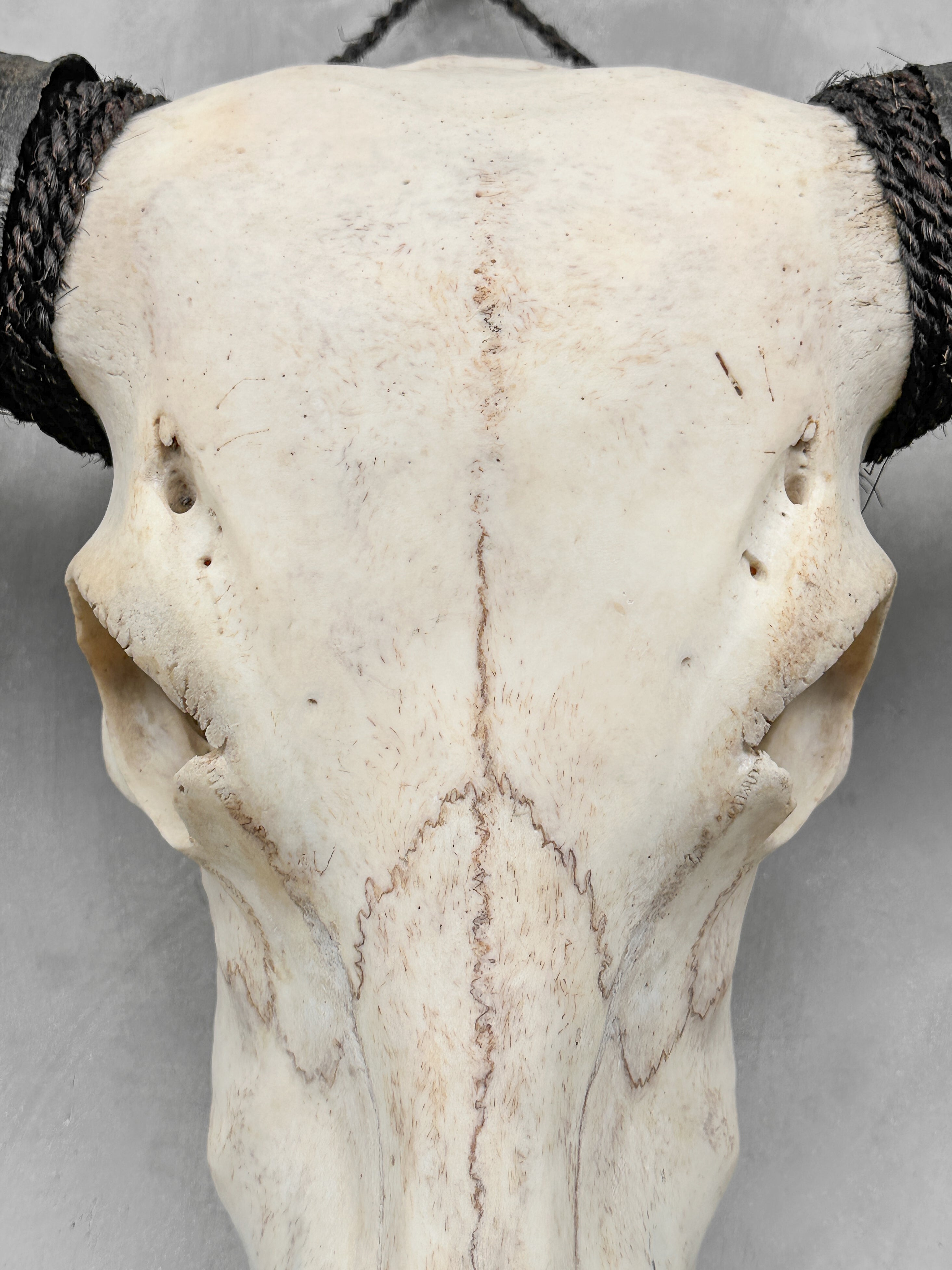 Plain White Water Buffalo Skull | Skull,A/092