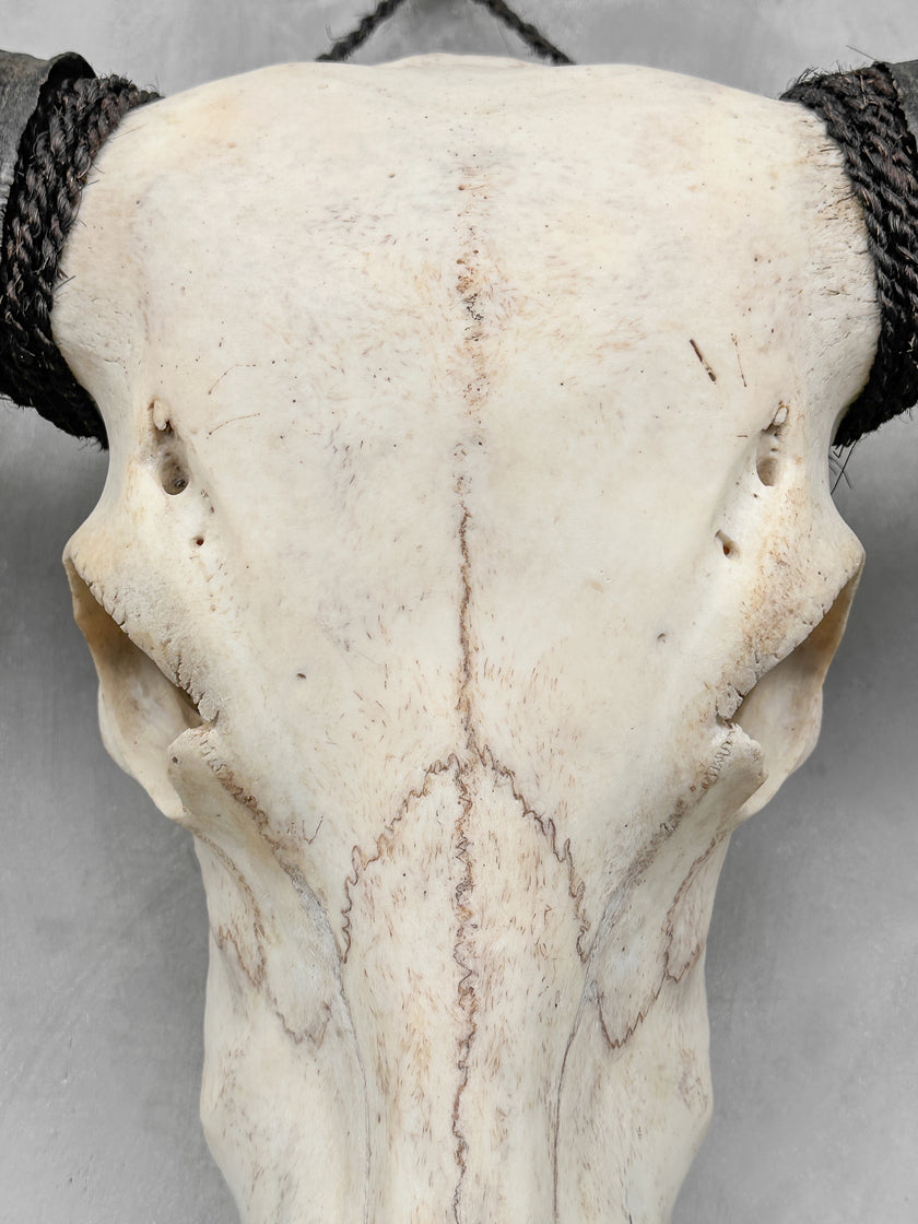 Plain White Water Buffalo Skull | Skull,A/092
