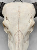 Plain White Water Buffalo Skull | Skull,A/092