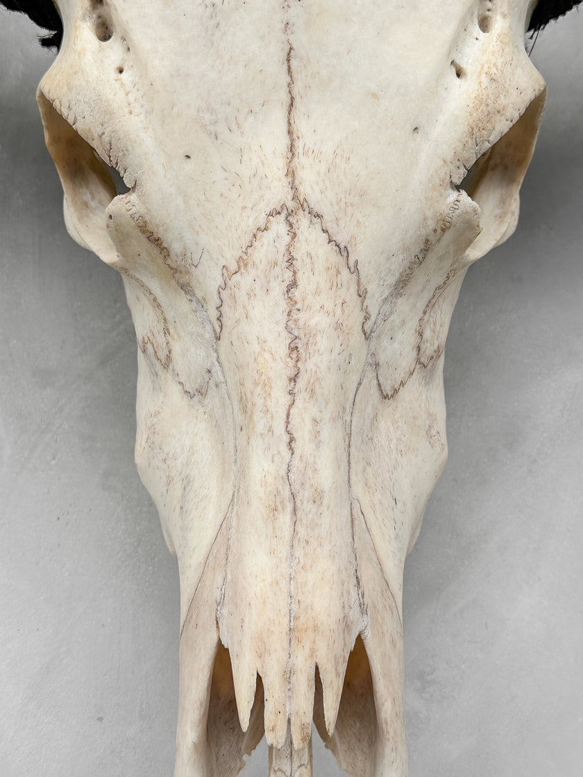 Plain White Water Buffalo Skull | Skull,A/092