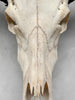 Plain White Water Buffalo Skull | Skull,A/092