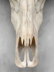 Plain White Water Buffalo Skull | Skull,A/092