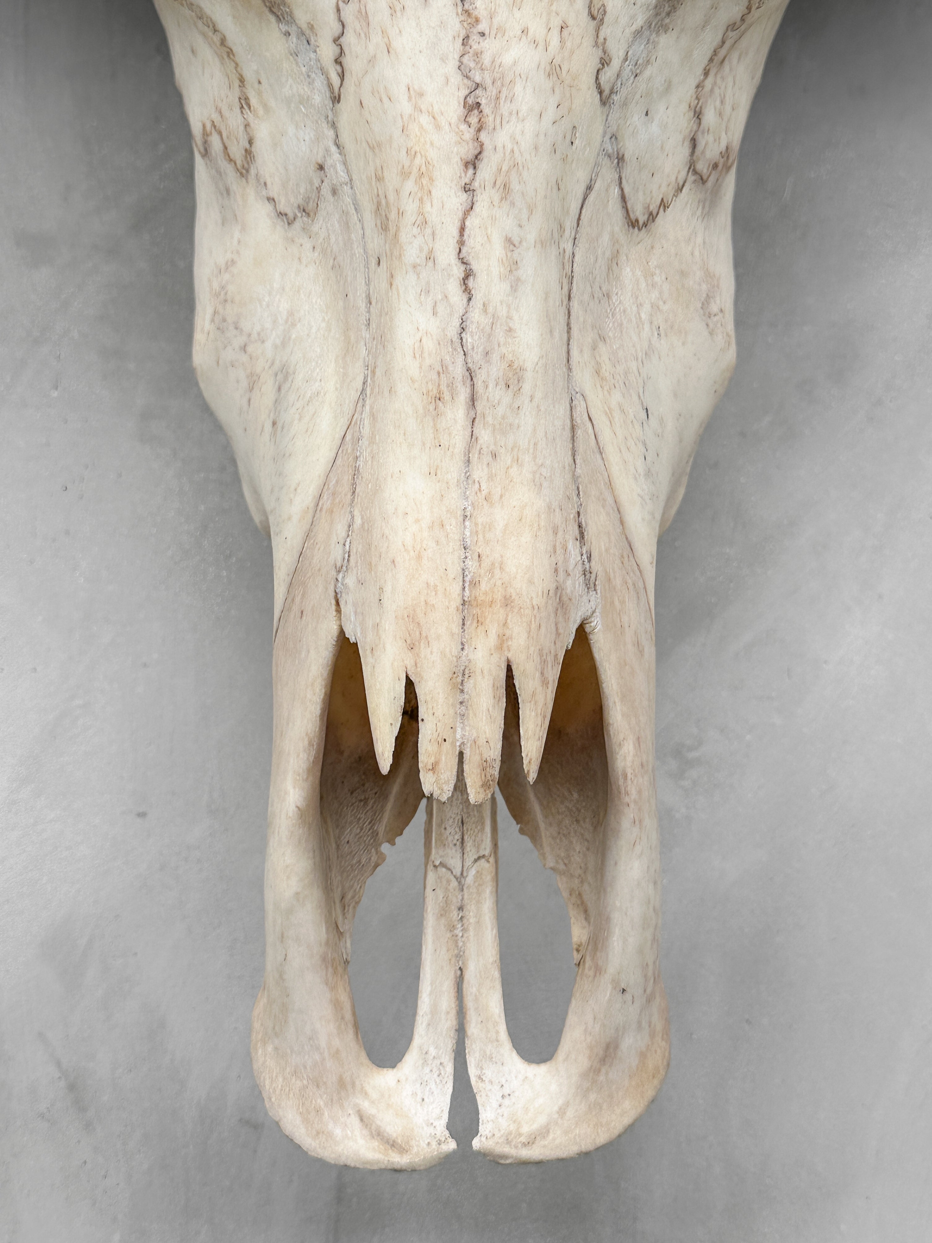 Plain White Water Buffalo Skull | Skull,A/092