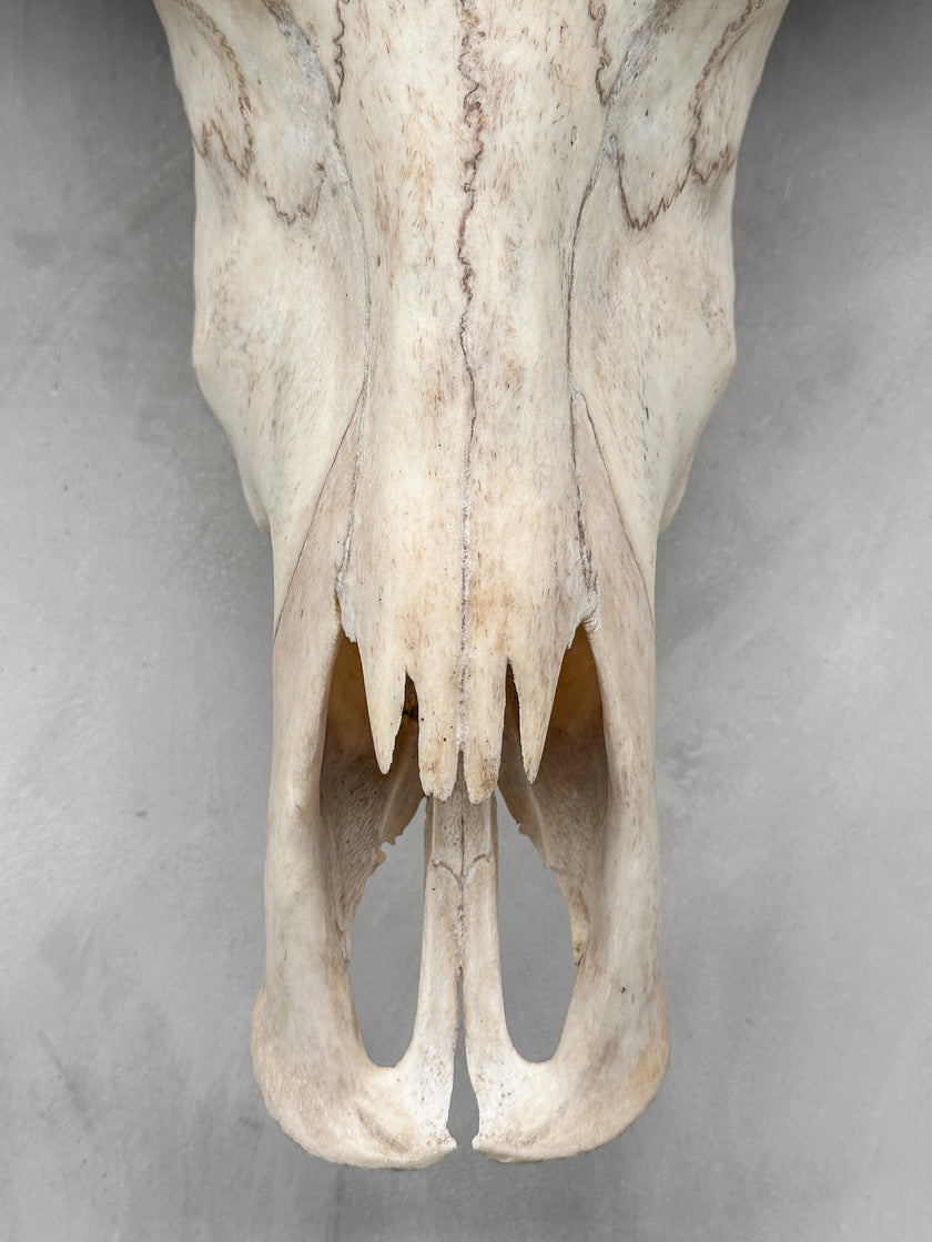 Plain White Water Buffalo Skull | Skull,A/092