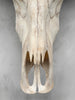 Plain White Water Buffalo Skull | Skull,A/092