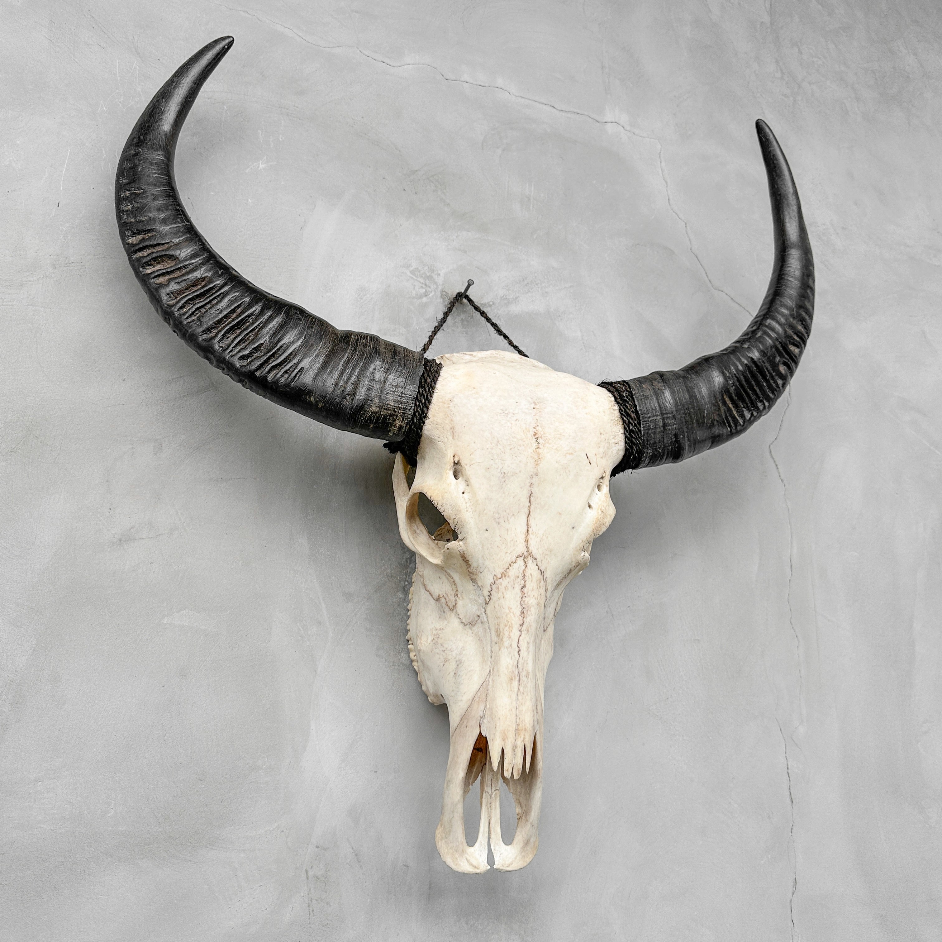 Plain White Water Buffalo Skull | Skull,A/092