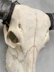 Plain White Water Buffalo Skull | Skull,A/092