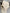 Plain White Water Buffalo Skull | Skull,A/092