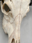 Plain White Water Buffalo Skull | Skull,A/092