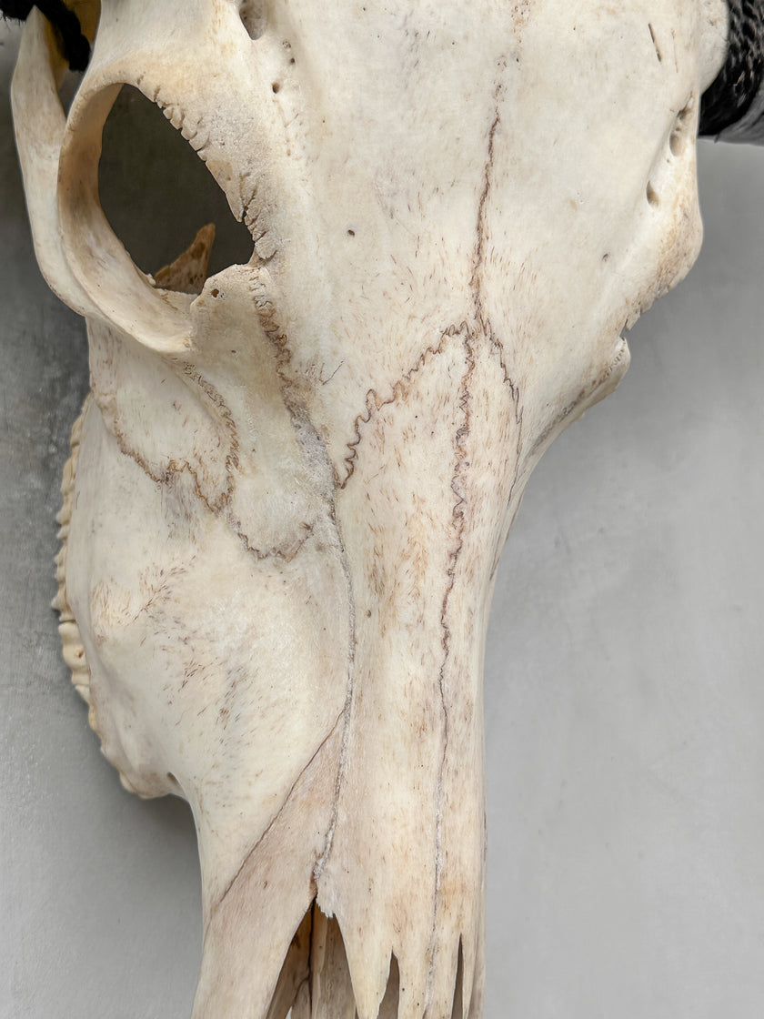 Plain White Water Buffalo Skull | Skull,A/092